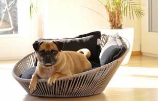 Overview of the best beds for dogs, the main selection criteria