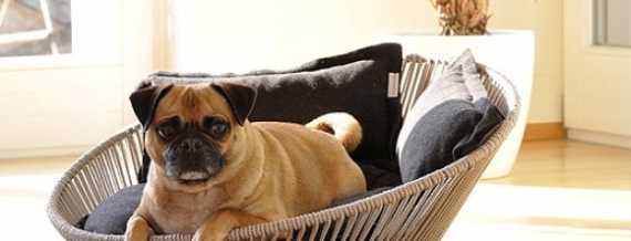 Overview of the best beds for dogs, the main selection criteria